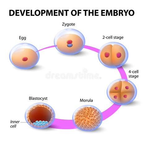 Development Of The Human Embryo Stock Vector - Image: 43948520