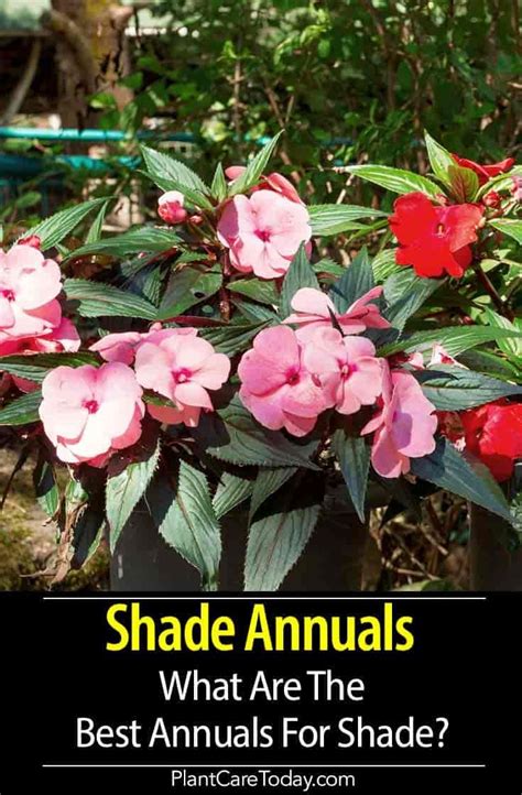 Shade Annuals: What Are The Best Annuals For Shade? | Shade annuals, Annual flowers for shade ...