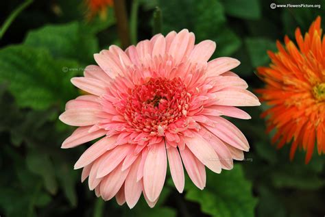 Gerbera daisy varieties