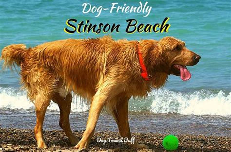 Dog-Friendly Stinson Beach Guide & Things to do with Your Pet