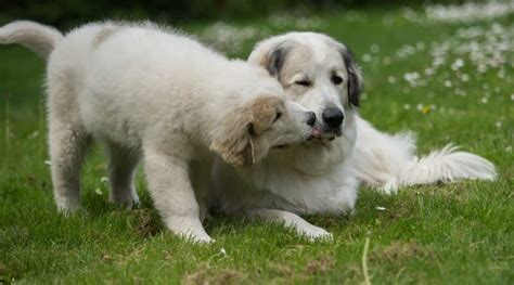 Great Pyrenees Growth Chart: Male & Female Weight & Height | Canine Journal