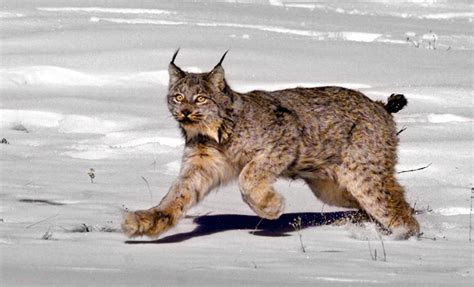 Feds Recommend Removing Canada Lynx From Endangered Species List | Maine Public