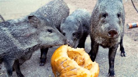 Javelinas Ate My Pumpkin... - YouTube