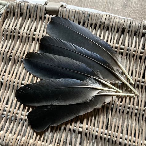 The Feather Shop | Black Crow Feathers | UK Suppliers