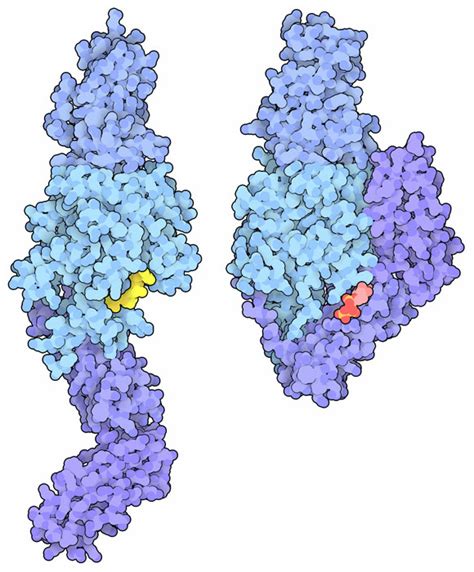 Transglutaminase 2/TGM2 Protein Overview: Sequence,, 42% OFF