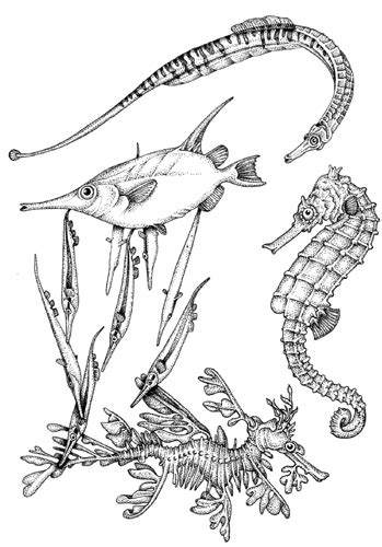 Seahorse family members pen and ink illustration by Lizzie Harper ...