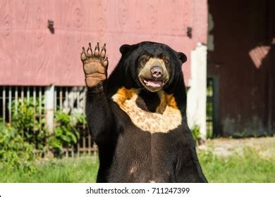 351 Black Bear Behavior Images, Stock Photos & Vectors | Shutterstock