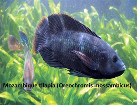 Buy Live Blue Tilapia Oreochromis for sale | AzGardens