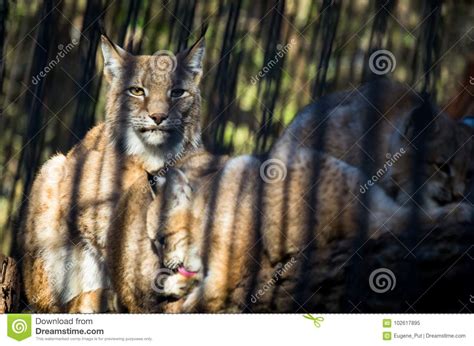 Female Lynx With Two Cubs Behind The Bars In The Zoo Stock Image - Image of background, cubs ...