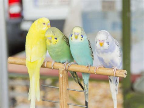 Everything You Need to Know about Having Budgies as Pets | UK Pets