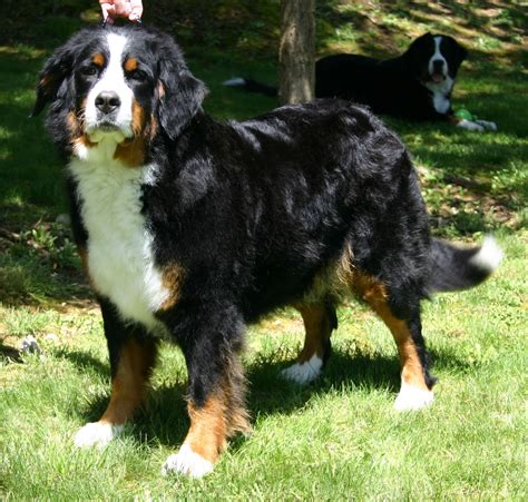 The Bernese Mountain Dog Reviews | Dog Training