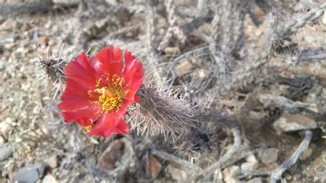 red desert flower | Life Untethered