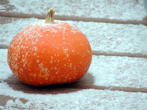 Pumpkin With Frost Free Stock Photo - Public Domain Pictures