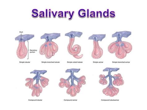 Exocrine glands histology