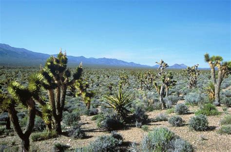 Free picture: botany, landscapes, desert, forest, scenics