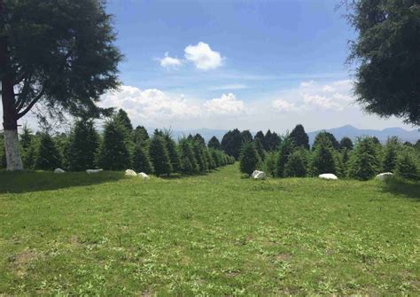 Dónde ir a comprar tu árbol de Navidad natural cerca de CDMX