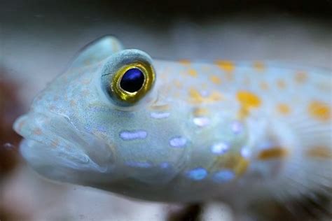 Diamond gobies create a sandy chaos! ...yet we still love them? Photo: Tripko https://www ...