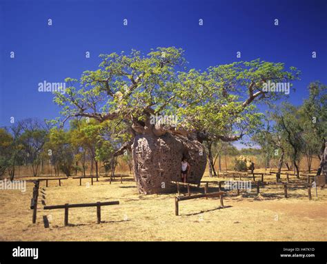 Prison boab tree hi-res stock photography and images - Alamy