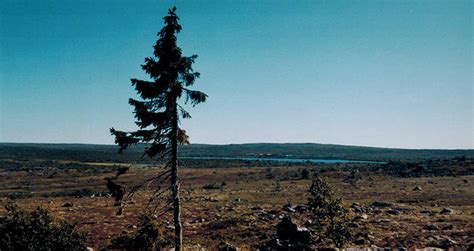 Why Old Tjikko May Not Quite Be The World's Oldest Tree