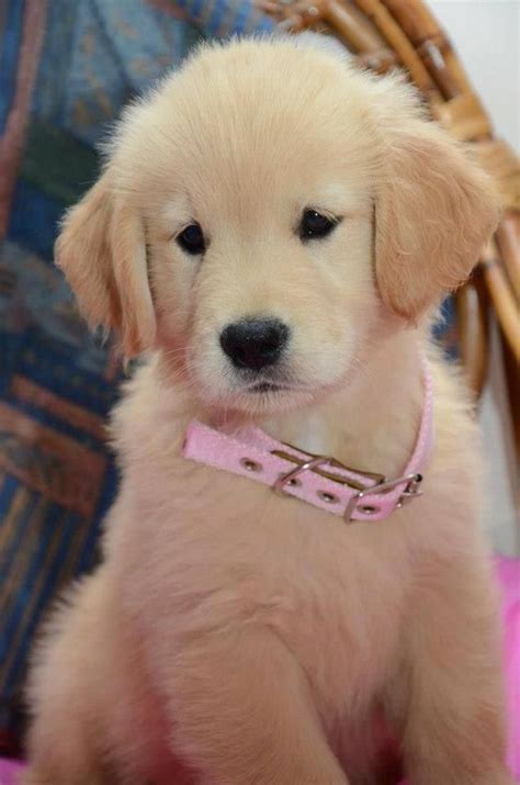 10 Best Golden Retriever Names