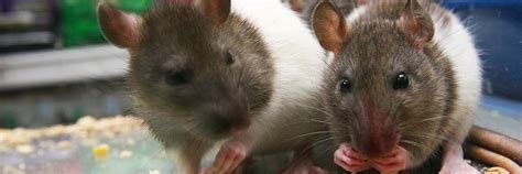 Ten interesting facts about rats - PDSA