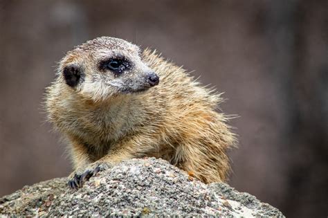 16 Magical Facts About Meerkats - Fact City