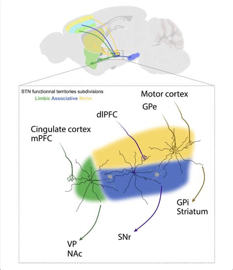 | Afferent and efferent connections of STN functional subdivisions. The ...