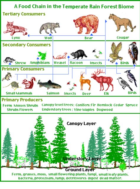 Temperate Deciduous Forest Energy Pyramid