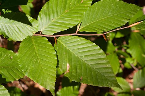 fagus grandifolia leaf - Google Search