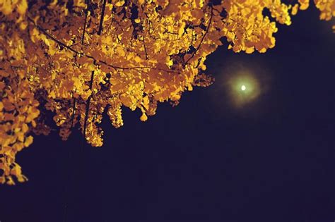 Autumn Sky: 5 Astronomical Events Coming This Fall – The Forest Scout