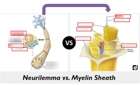 Neurilemma vs Myelin Sheath Diagram | Quizlet