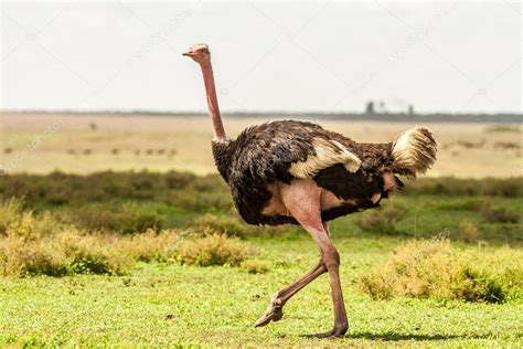 Wild Ostrich running Stock Photo by ©Dvanstaden 111179634