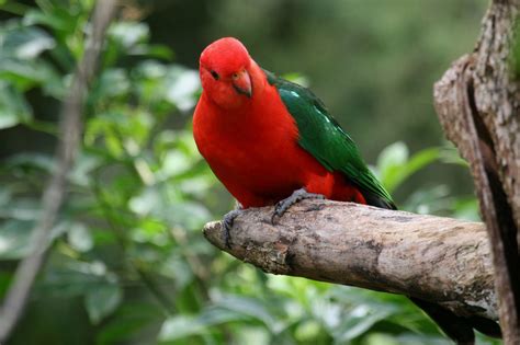 Australian King-Parrot | Australian birds, Birds of australia, Parrot bird