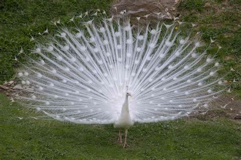 Experience the fairy tale-like beauty of the stunning White Peacock in ...