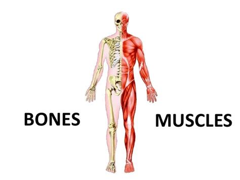 Anatomy Pictures Muscles And Bones Pdf Downloads / Muscles And Bones With Skin All Around ...