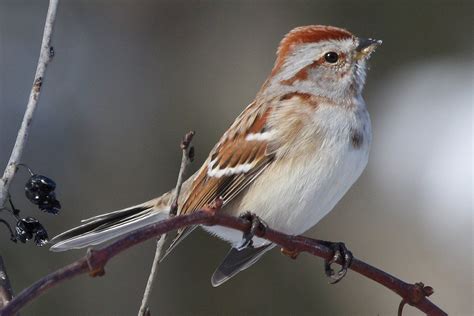 Types of Sparrows