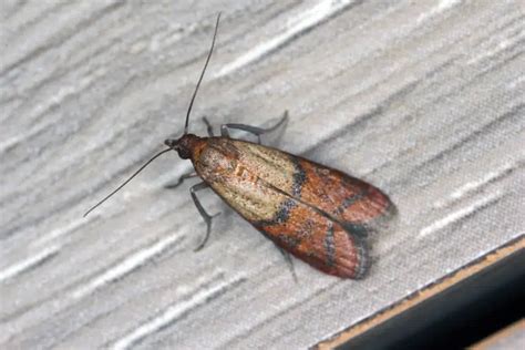 11 Small Moths You've Likely Seen in Your House