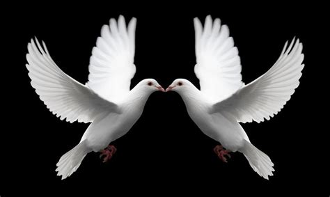 Love and peace | Beauty animals, Pet birds, Bird