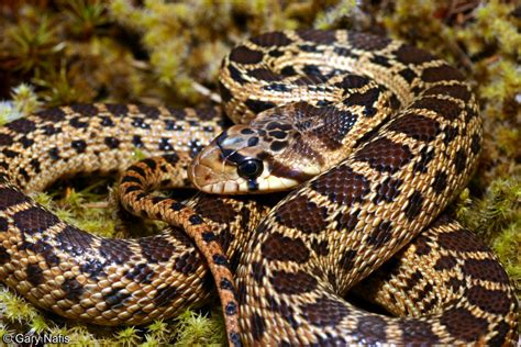 Pacificgopher Snake - Pituophis catenifer catenifer