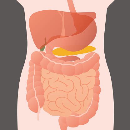 Human Digestive Organs Vector Illustration Stock Illustration - Download Image Now - iStock