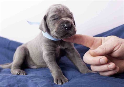 Great Dane Puppies Near Me For Sale - Photos All Recommendation