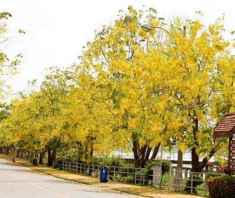 Species in news: Amaltas or Indian Laburnum - Civilsdaily