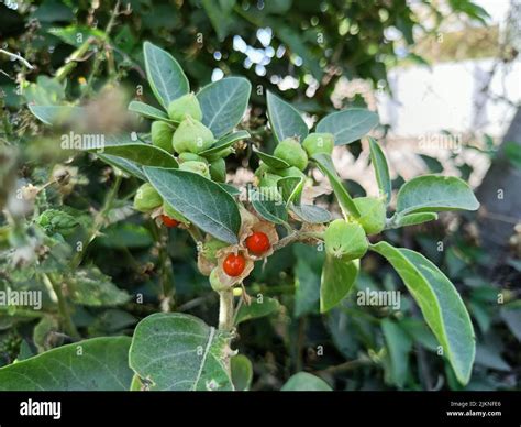 ASHWAGANDHA PLANT Care And Health Benefits Uses Of