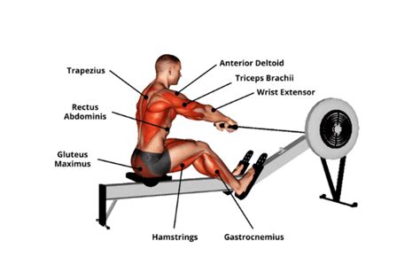 What Muscles Does a Rowing Machine Work?