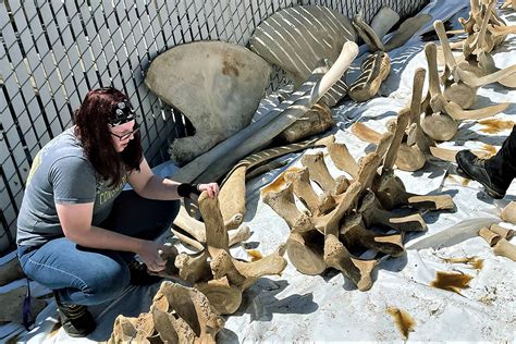 Whale skeleton will be a star attraction at children’s museum | HeraldNet.com