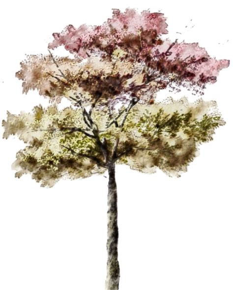 arbre,tubes,png | Architectural trees, Tree sketches, Tree photoshop