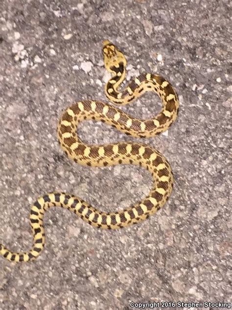 Great Basin Gopher Snake (Pituophis catenifer deserticola)