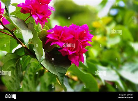 Winter Bougainvillea. Sri Lanka Stock Photo - Alamy