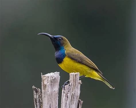 Olive-backed sunbird - Facts, Diet, Habitat & Pictures on Animalia.bio