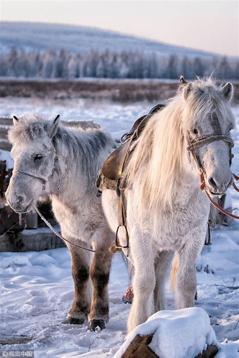 Yakut horses can live in temperatures that reach -60°C in Russia - CGTN